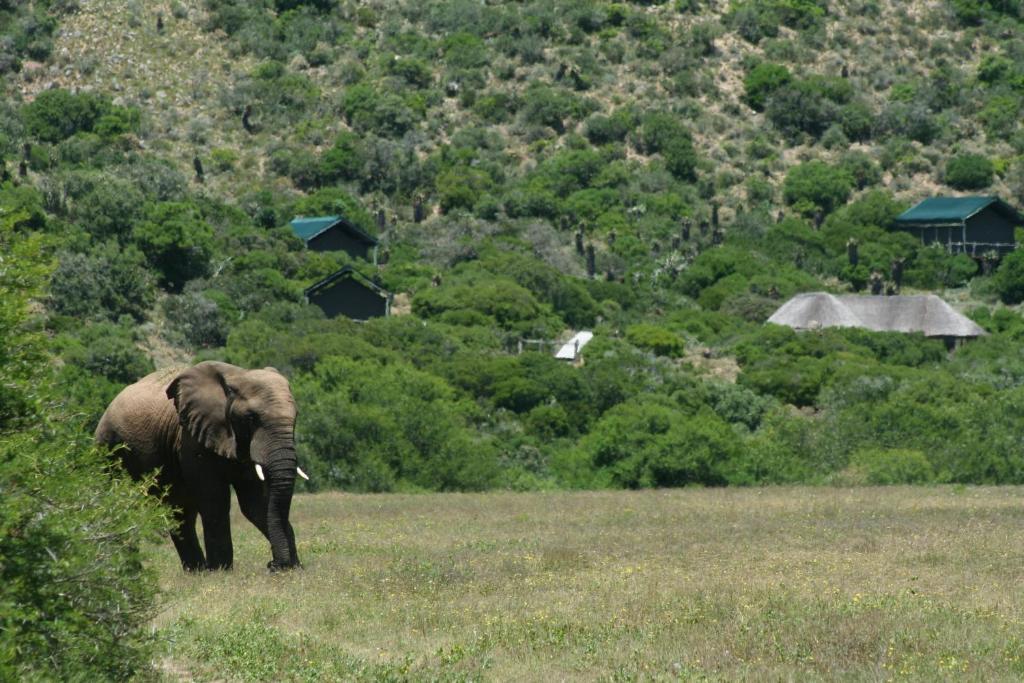 Hillsnek Safari Camp - Amakhala Game Reserve Exterior foto