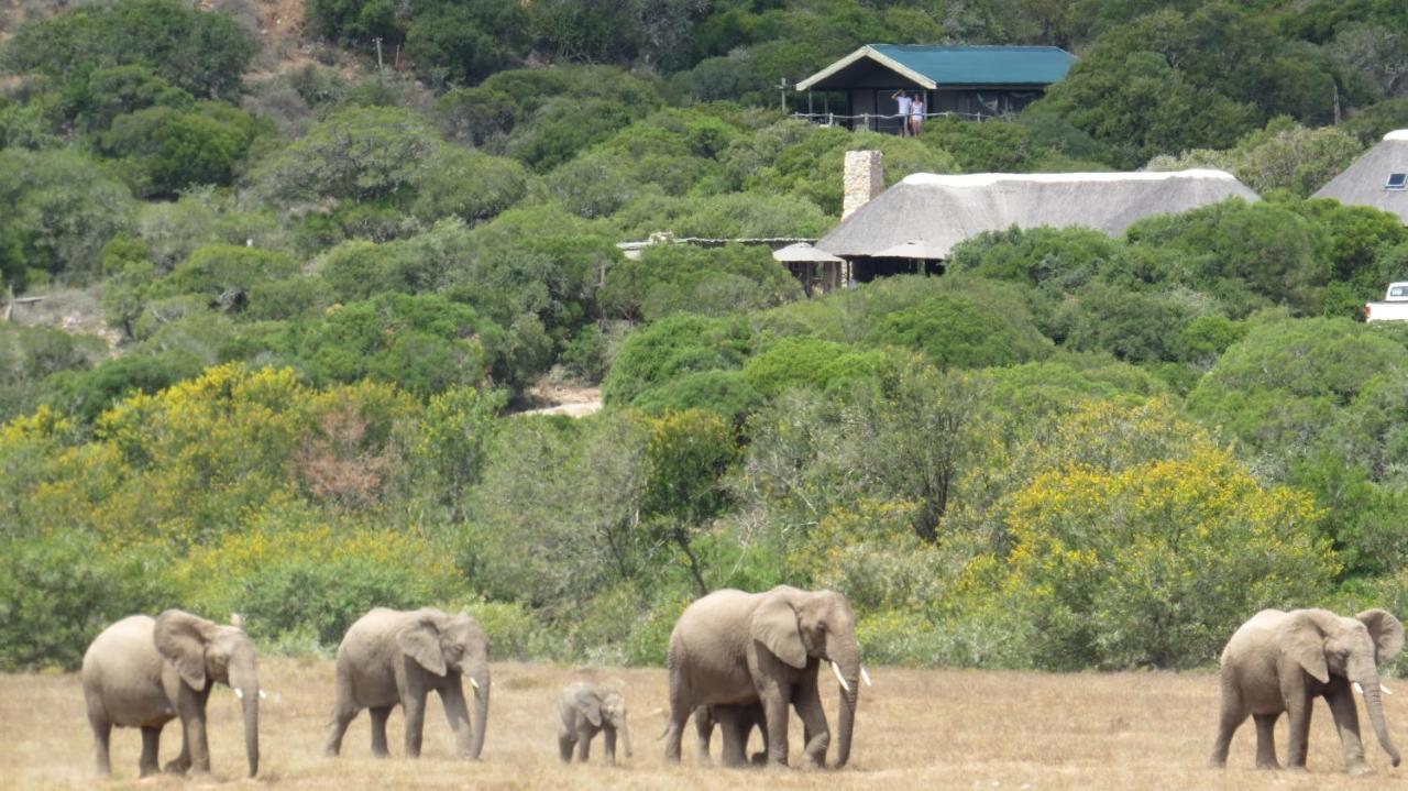 Hillsnek Safari Camp - Amakhala Game Reserve Exterior foto