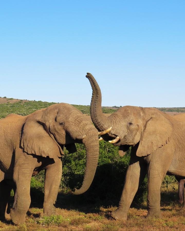 Hillsnek Safari Camp - Amakhala Game Reserve Exterior foto