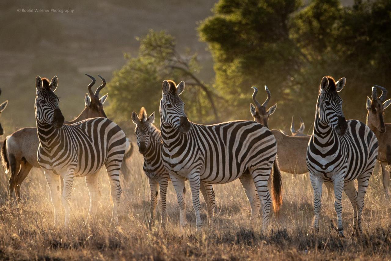 Hillsnek Safari Camp - Amakhala Game Reserve Exterior foto