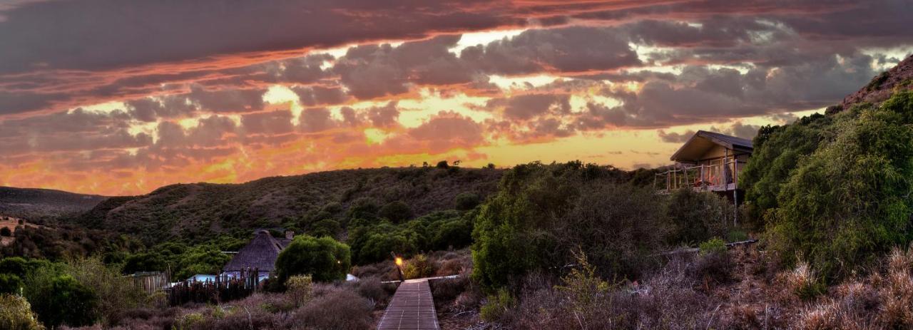 Hillsnek Safari Camp - Amakhala Game Reserve Exterior foto